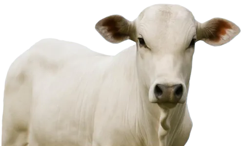 Boi nelore — padrão de animal adquirido pelo Confinamento 2M