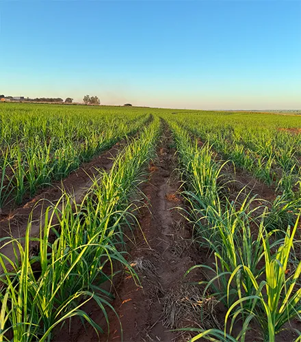 Área de plantio de cana-de-açúcar conduzida pela Nobre Cana
