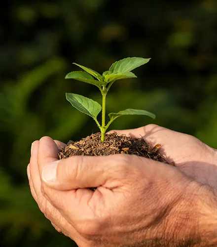 Composto orgânico produzido a partir do reaproveitamento de resíduos do confinamento